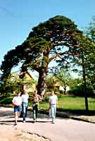 Click for enlargement (34Kb)